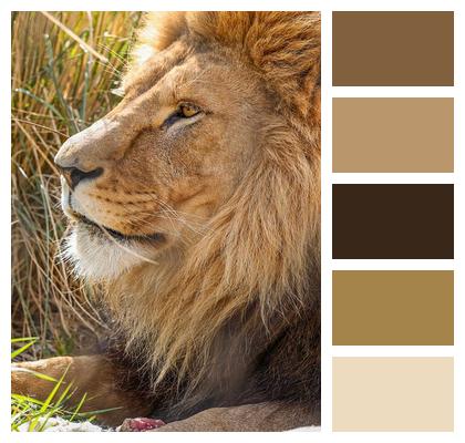 Nature Predator Lion Animal Image
