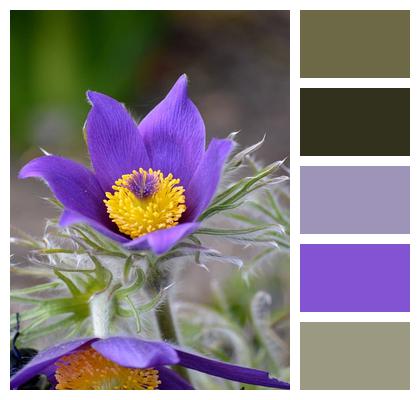 Beautiful Flowers Purple Flowers Spring Flower Wallpaper Image