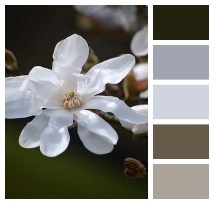Magnolia Stellata Botany Flowering Branch Flower Buds Image