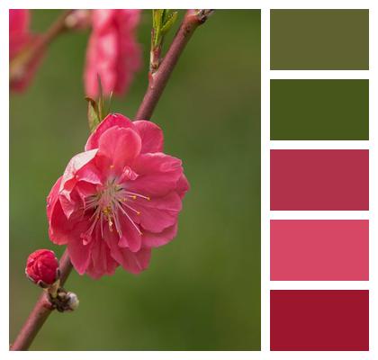 Blossom Bloom Petals Plant Image
