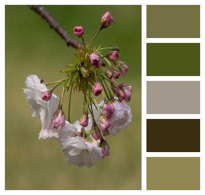 Flora Petals Chinese Flowering Crabapple Blossom Image