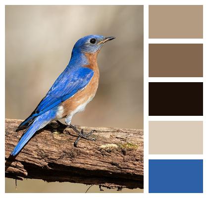 Log Feathers Blue Perched Image