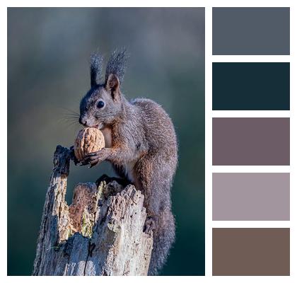 Tree Nature Animal Species Image