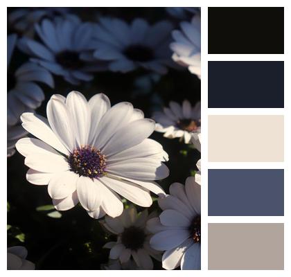 Cape Basket Close Up White The Shade Image