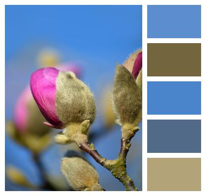 Magnolia Stellata Nature Bloom Plant Image