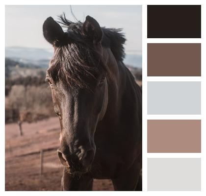 Equine Beauty Wallpaper Rustic Scene Animal Portraiture Image