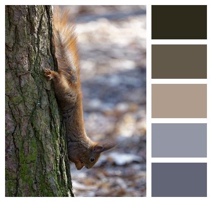 Rodent Fur Perched Bark Image