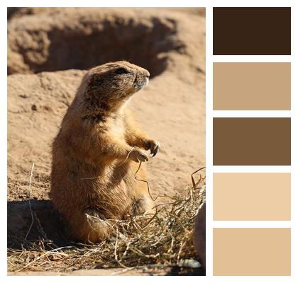Nature Mammal Rodent Animal Image