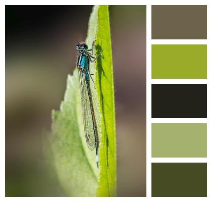 Insect Damselfly Eurasian Bluets Closeup Image