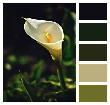 Calla White Flower Background Autumn Image