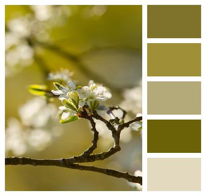 Blossoms Nature Spring Petals Image