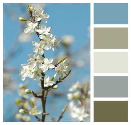 Tree Botany Spring Background Image