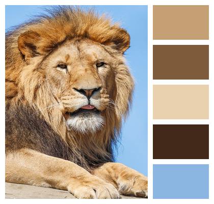 Lion Nature Animal Predator Image