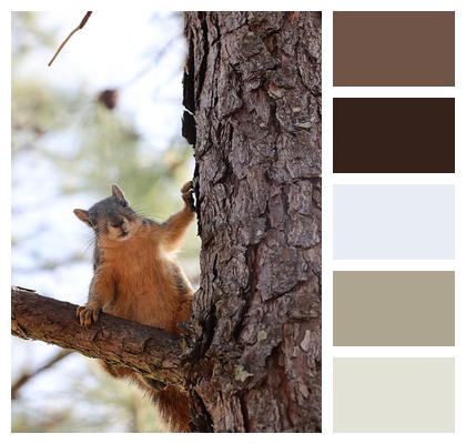 Animalposes Wildlife Naturelovers Rodent Image