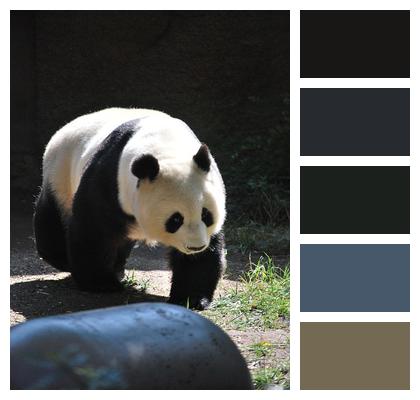 Zoo Nature Panda Image