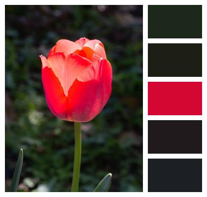Floral Background Bloom Beautiful Flowers Close Up Image