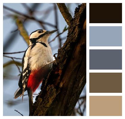 Wild Bird Wood Nature Ornithology Image
