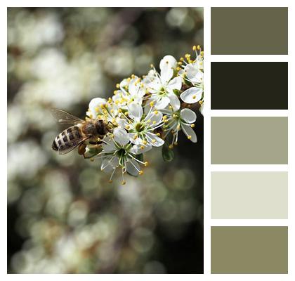 Spring Awakening Bee Close Up Nature Image