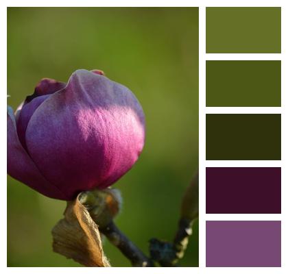 Bud Blossom Floral Background Magnolias Image