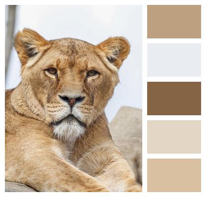 Animal Nature Lion Predator Image