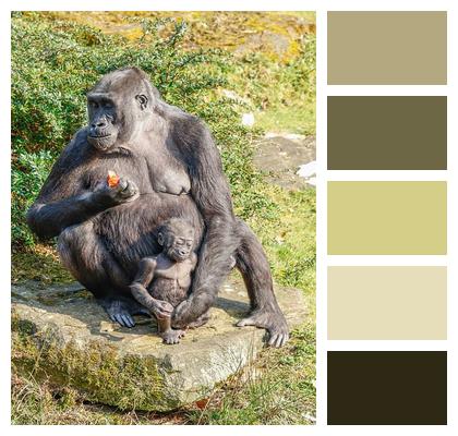 Gorilla Monkey Nature Animal Image