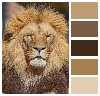 Nature Animal Lion Predator Image