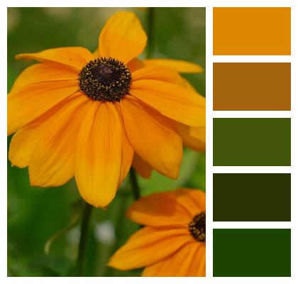 Petals Plant Blackeyed Susan Closeup Image