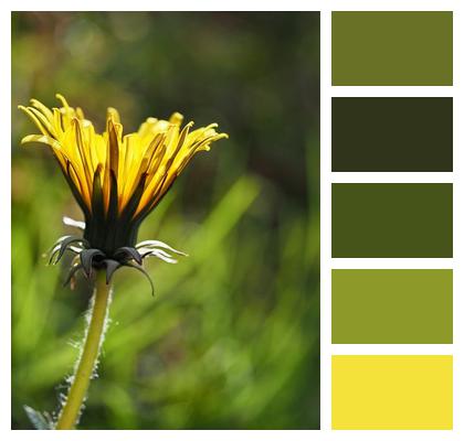 Plant Dandelion Blossom Abstract Image
