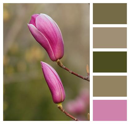 Purple Magnolia Petals In Full Bloom Image