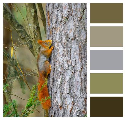 Tree Climb Forest Squirrel Image