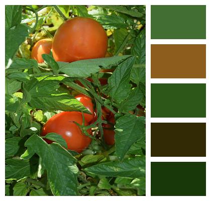 Green Red Tomato Image