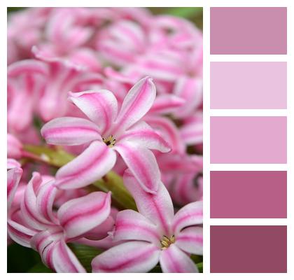 Beginning Of Spring Nature Floral Background Tender Image