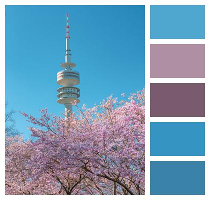 Nature Ornamental Cherry Outdoors Olympia Tower Image