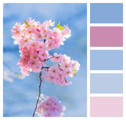 Blossom Iphone Background Cherry Blossom Cherry Tree Image