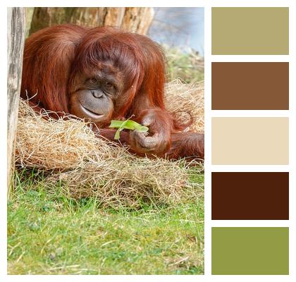 Nature Monkey Mammal Animal Image