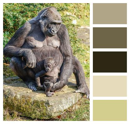 Gorilla Animal Monkey Nature Image