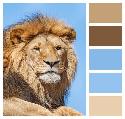 Lion Nature Predator Animal Image