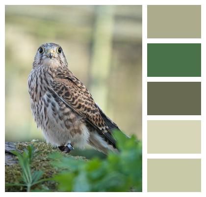 Beak Ornithology Kestrel Bird Image