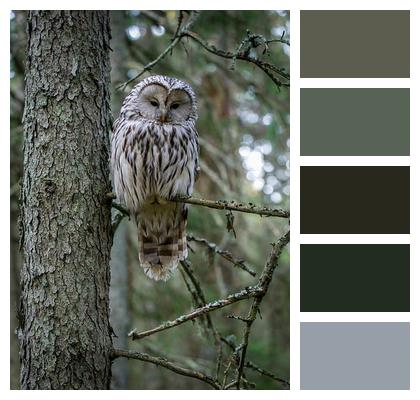 Perching Animal Outdoors Branch Image