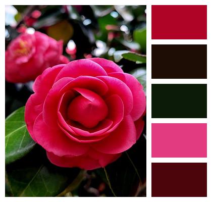 Nature Plant Red Spring Image