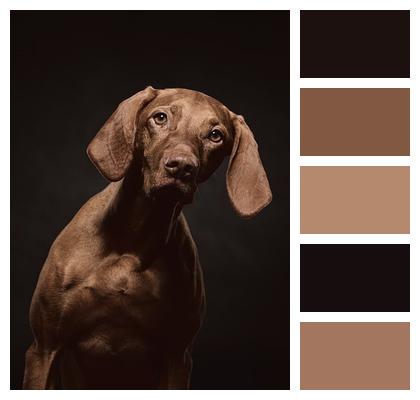 Animal Pet Dog Nature Image