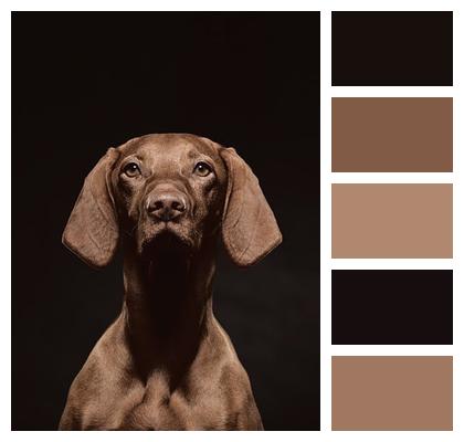 Vizsla Animals Nature Hunting Dog Image