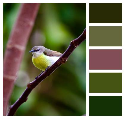 Nature Fauna Bird Wildlife Image