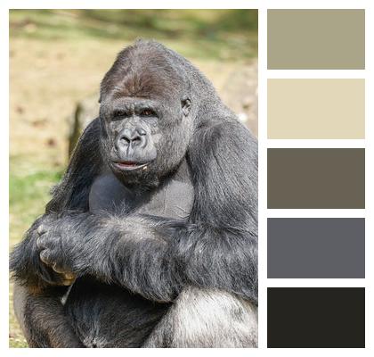 Gorilla Nature Mammal Monkey Image