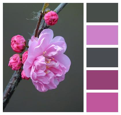 In Full Bloom Nature Pink Flower Image