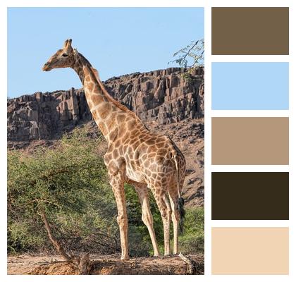 Africa Wildlife Nature Namibia Image