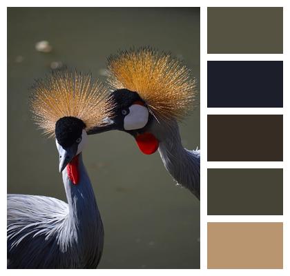Crowned Crane Nature Birds Wildlife Image