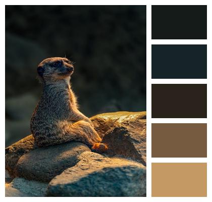 Sunbathing Attentive Pack Mammal Image