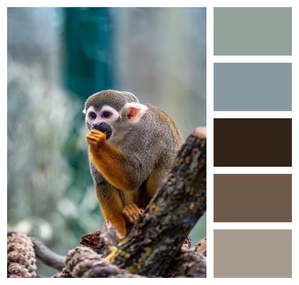 Jungle Climber Squirrel Monkey Neo Tropics Image