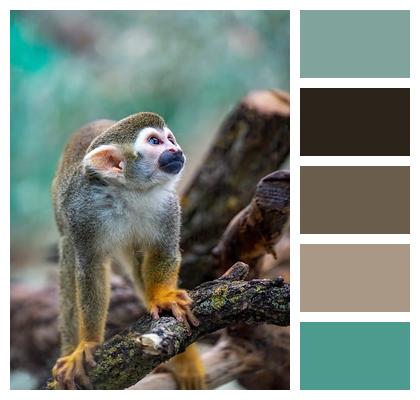 Intelligent Squirrel Monkey Primate Wild Animal Image